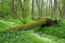 Leśny Kompleks Promocyjny "Lasy Gostynińsko-Włocławskie"